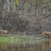 Wolf (11)