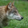 Wolf (24)