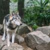 Wolf (28)