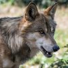Wolf (29)