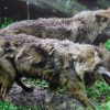 Wolf (3)