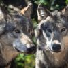 Wolf (30)