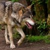 Wolf (31)