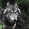 Wolf (33)