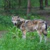 Wolf (34)