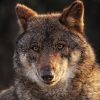 Wolf (37)