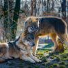Wolf (39)