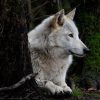 Wolf (40)